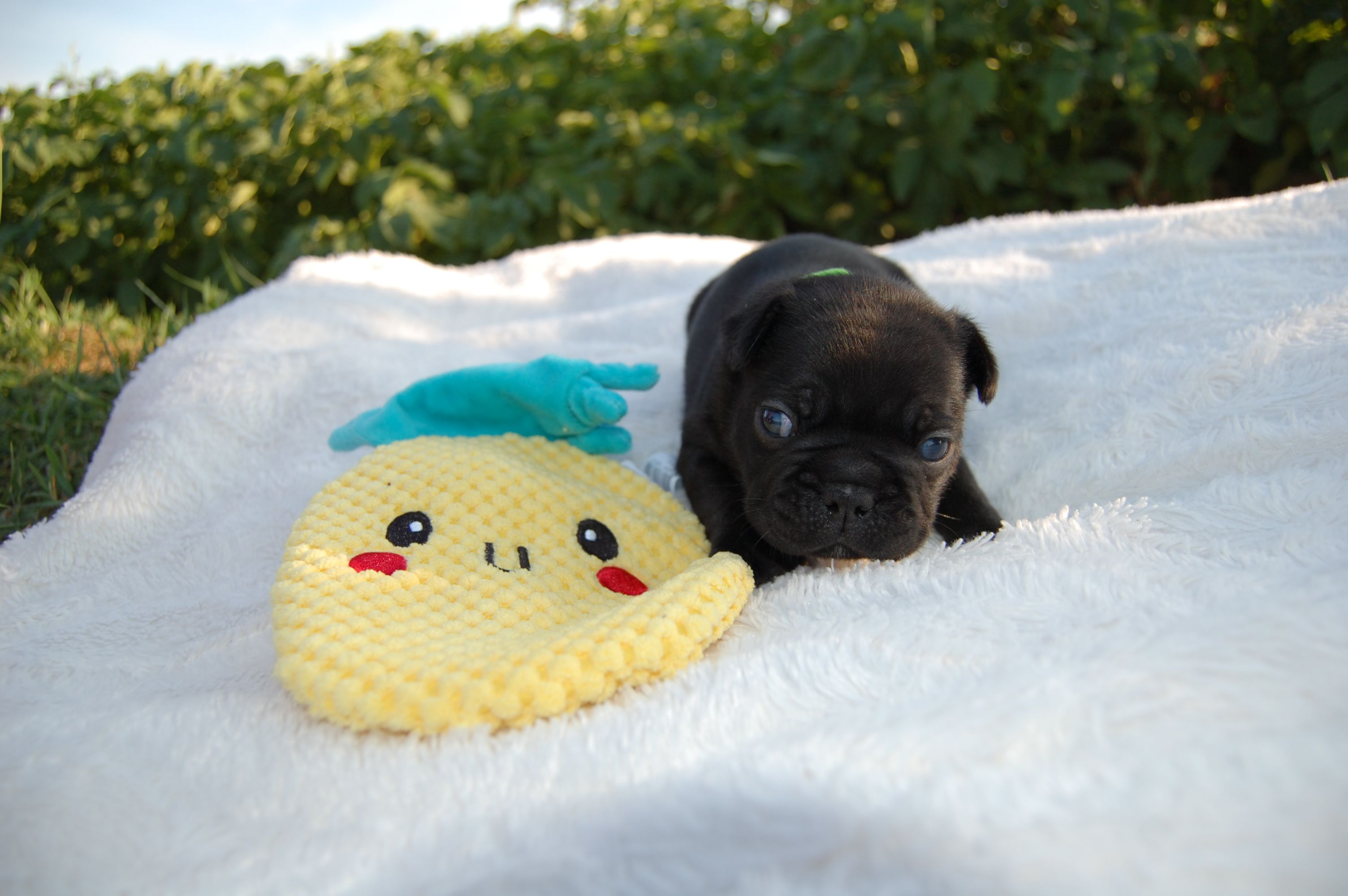 <svg class='green'></svg> <b>Mr.Sirius Black</b> <svg class='green'></svg>